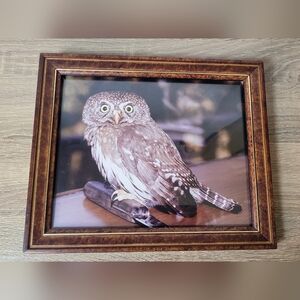 Rustic Brown Owl Picture Framed Photograph Pygmy Owl Photo